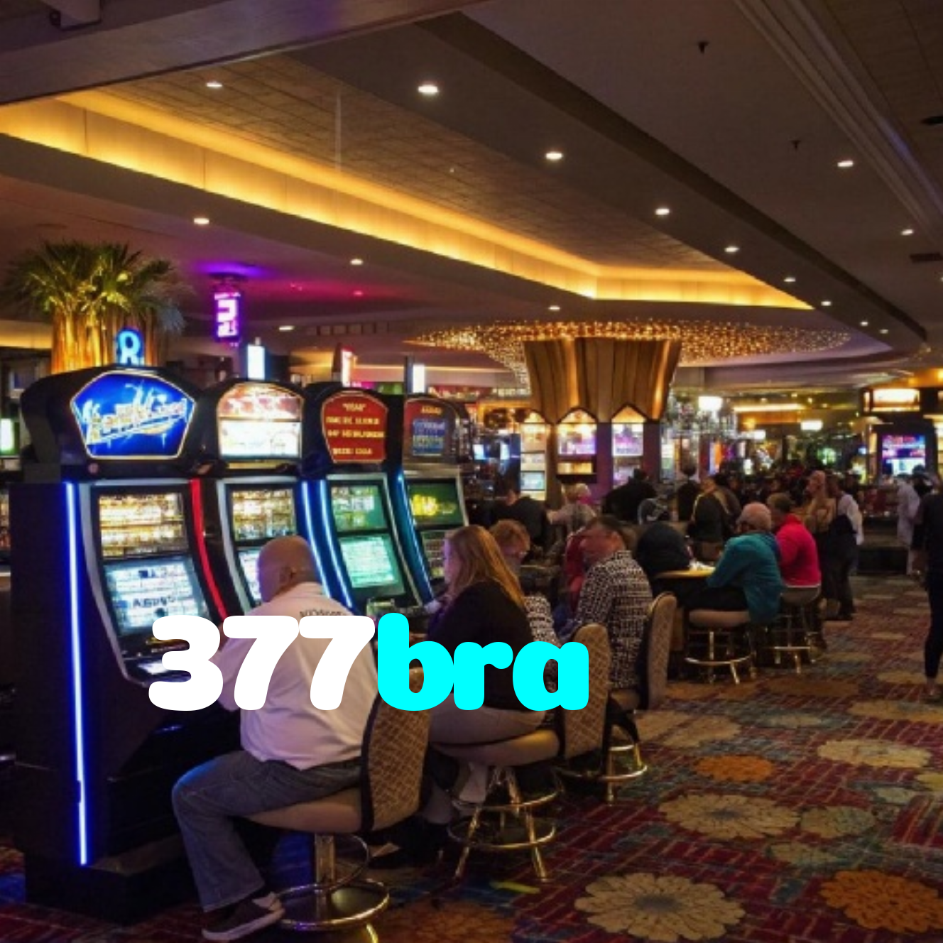 377bra